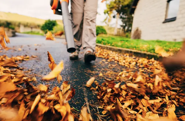 A Complete Guide to Managing Fall Leaves